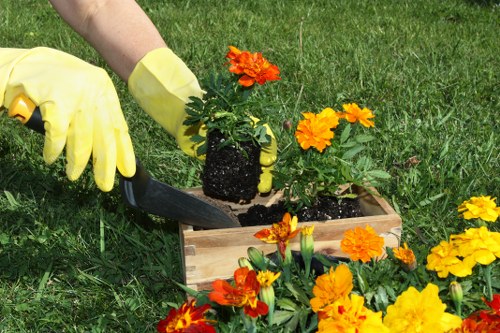 A gardener wearing yellow gloves is planting a flowering plant into a wooden planter box on a well-maintained lawn. The planter contains vibrant orange and yellow primroses, with some flowers already blooming. The grassy area surrounding the planting site is lush and evenly cut, with a background of green grass and other garden elements. The scene is outdoors during daylight, with natural light illuminating the workspace, indicating fair weather conditions. The arrangement highlights typical garden maintenance activities, such as planting and caring for floral beds, within a landscaped outdoor space that could be part of a residential garden in Camden or nearby areas. The image demonstrates the professional approach to gardening and lawn care services offered by Lawn Mowing Camden, emphasizing neatness and plant health in garden design.