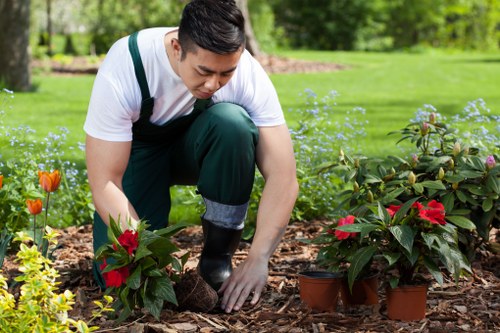 A gardener in casual clothing is kneeling on a mulched garden bed in a well-maintained outdoor space, planting or tending to vibrant red and green foliage plants, possibly poinsettias, with a background of lush green grass, trees, and flowering plants. The scene shows a neatly landscaped garden area with a mix of flower beds, shrubs, and open lawn, illuminated by natural daylight under clear weather conditions. The garden appears spacious and organized, reflecting general lawn care and gardening maintenance typical of outdoor services offered by Lawn Mowing Camden in Camden, London. The setting emphasizes natural tones of soil, plant leaves, and bright blooms, with a calm and orderly environment suitable for professional landscaping and gardening work.